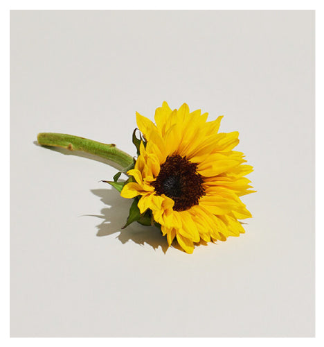 PLANT LIBRARY: Collagen Boosting Sunflower Oil
