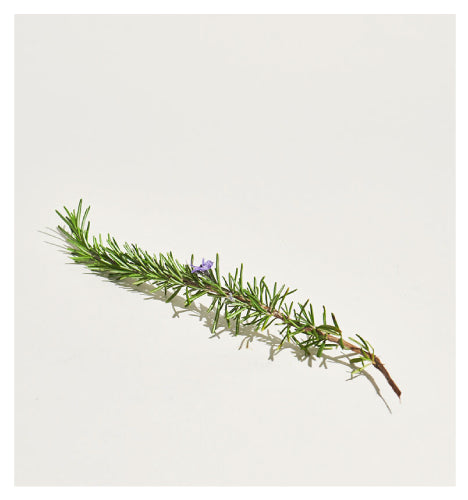 PLANT LIBRARY: Sacred Rosemary